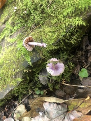 Inocybe lilacina