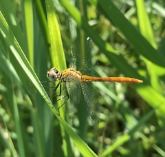 Sympetrum tibiale