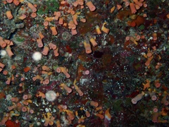 Cladopsammia gracilis