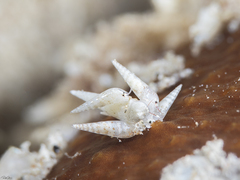 Hypermastus epiphanes