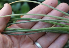 Albuca viscosa