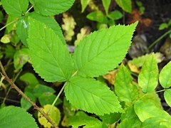 Rubus