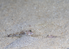 Cabillus nigrostigmus