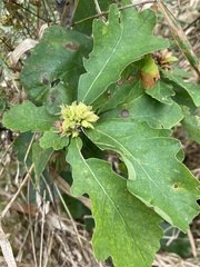 Andricus quercusfrondosus