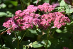 Hylotelephium maximum × spectabile