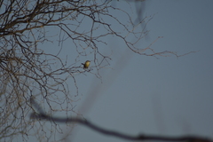 Stigmatura budytoides