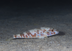 Mulloidichthys flavolineatus