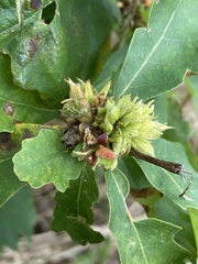 Andricus quercusfrondosus