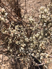 Eriogonum plumatella