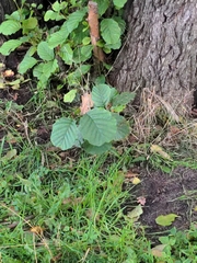 Alnus glutinosa