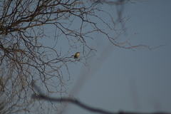 Stigmatura budytoides