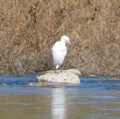 Ardea alba