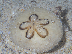 Clypeaster humilis
