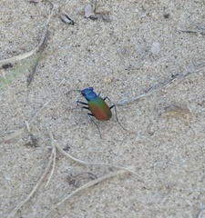 Cicindela scutellaris