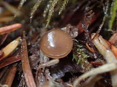 Ciboria rufofusca