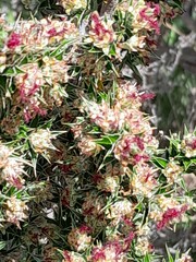 Cliffortia