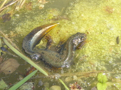 Triturus cristatus