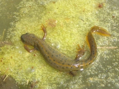 Triturus cristatus