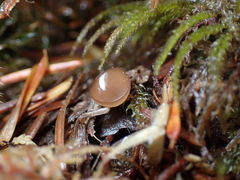 Ciboria rufofusca