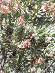Protea neriifolia