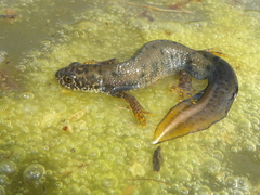 Triturus cristatus