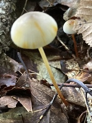 Mycena crocata