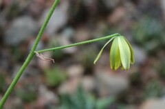 Albuca
