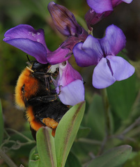 Bombus dahlbomii