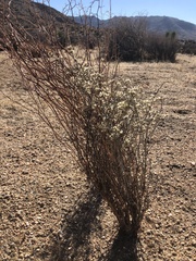 Eriogonum plumatella