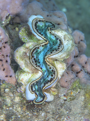 Tridacna maxima