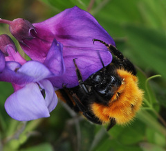 Bombus dahlbomii