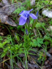 Gentianopsis barbata