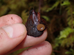 Ciboria rufofusca