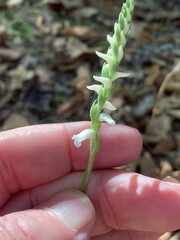 Spiranthes niklasii