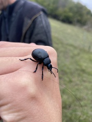 Timarcha tenebricosa