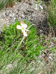 Moraea flaccida