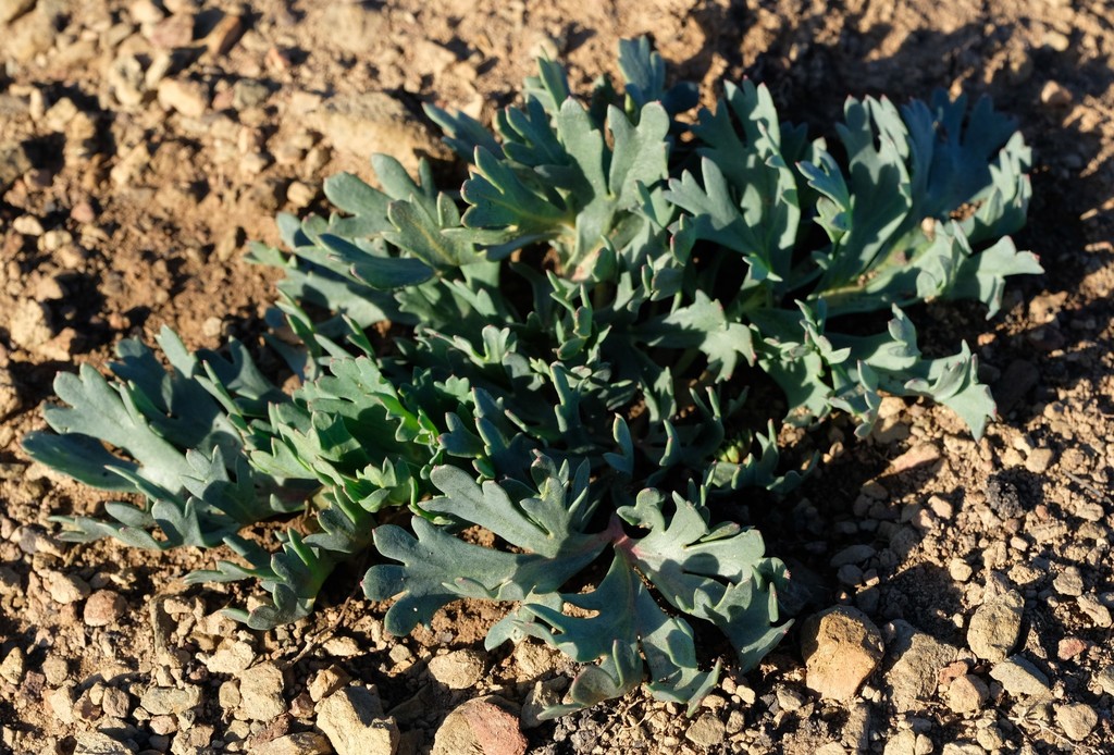 Pelargonium pillansii