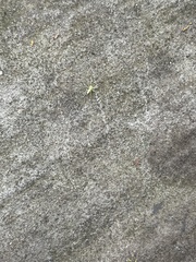 Lyssomanes viridis