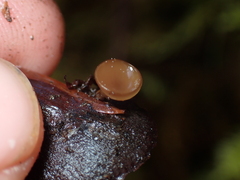Ciboria rufofusca