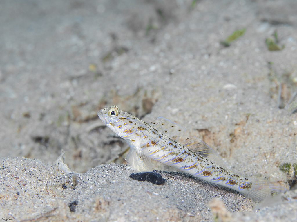 Candystick Goby