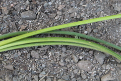 Albuca