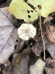 Psilocybe caerulipes
