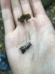 Psilocybe caerulipes