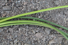 Albuca