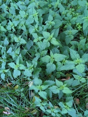 Urtica urens