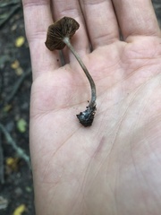 Psilocybe caerulipes