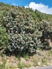 Protea laurifolia