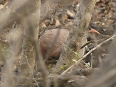 Crypturellus tataupa