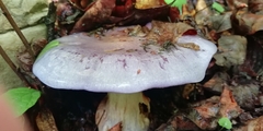 Cortinarius traganus