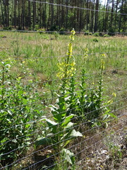 Verbascum densiflorum